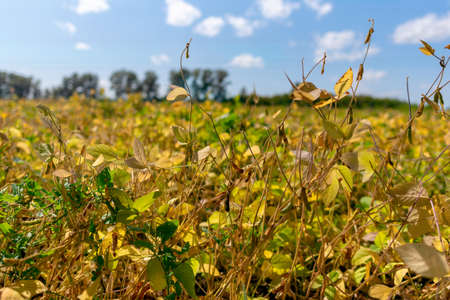Field of soybeans in autumn on the background of trees.の写真素材