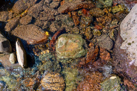 A small transparent stream flows on a stone bottom with fir needles in the Altai mountains.の写真素材