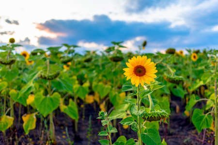 A bright yellow sunflower flower stands alone raised among the fields at sunset against the sky.の写真素材