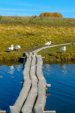 White domestic geese cleaning feathers at a wooden bridge on a background of trees and a green field with down and feathers in the village.の写真素材