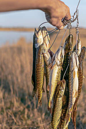 Hand angler holds many caught fish pike hanging on Kukan on the background of the lake in the field showing the catch.の写真素材