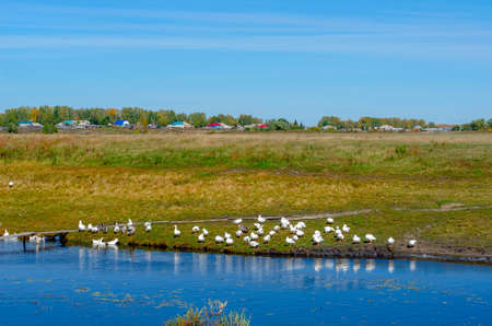 A flock of white geese walk along the Bank drink water and wash at the river with a wooden bridge on the background of village houses in a green field near the forest.の写真素材
