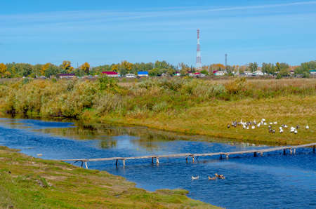 Domestic geese gray and white sit on the grass in the field in flocks and swim on the river at a small wooden bridge on the background of village houses and communication towers.の写真素材