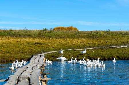 Many white domestic geese bathe and swim in a small pond near a wooden bridge on a background of trees and green fields.の写真素材
