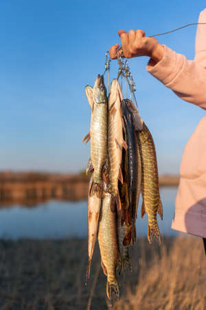 The girl's hand hard angler keeps a lot of the fish pike hanging Fish Stringer on the background of the river water in the field showing the catch.の写真素材