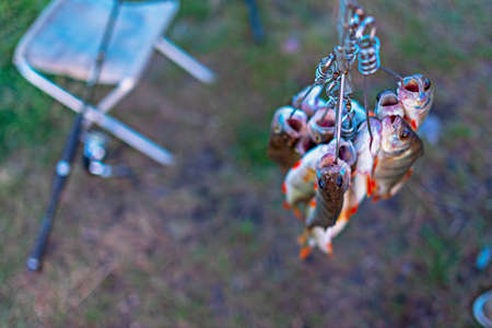 Caught perch on a Fish Stringer face down on a grass background on a fishing rod spinning field with a reel on a chair.の写真素材