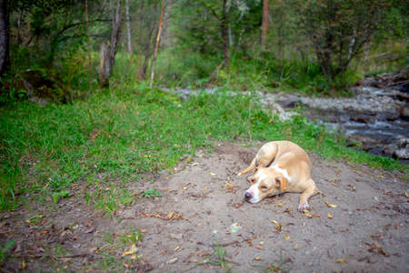 Dog breed Staffordshire Terrier is resting lying on the grass ground of the forest.の写真素材