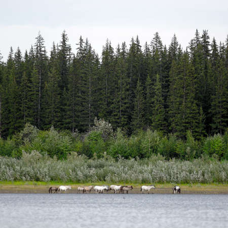 The Yakut herd horses is feeding along the shore North of the Vilyui river on the background of the taiga.の写真素材