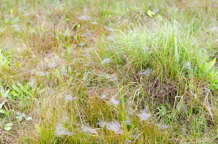 White cobwebs in frost and dew on a green field in autumn.の写真素材
