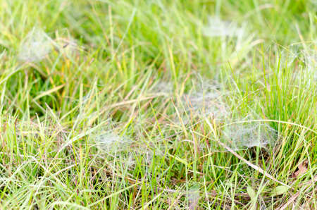 Morning rose with drops of frost fell on the handles of small webs in the green grass in the North of Yakutia in the autumn.の写真素材
