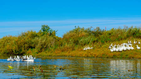 A flock of geese floating on the water of the river for water lilies on the background of other birds on the green Bank with grass to bushes.の写真素材