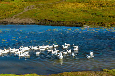 One white goose spreads its wings in a flock of domestic birds floating on a small river with water lilies along the green banks with grass.の写真素材