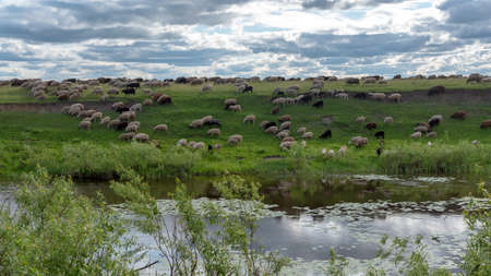 A large herd of rams walking on a hill on the banks of the river eating grass.の写真素材