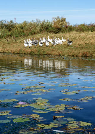 One white feather lies in the water lilies on the river against the background of a flock of white and gray geese on the river Bank.の写真素材