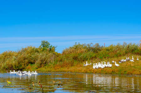 A flock of geese swims through the water of the river for yellow water lilies against the background of other white birds on the green Bank with grass near the bushes.の写真素材