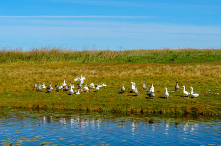 White goose spreads its wings rising in a flock of gray geese on a green field of grass with down and feathers next to the pond.の写真素材