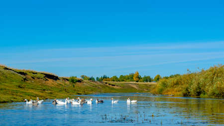 A flock of geese swims on the water of the river bathing and washing against the background of hills and village houses in the trees of the forest at the turn.の写真素材