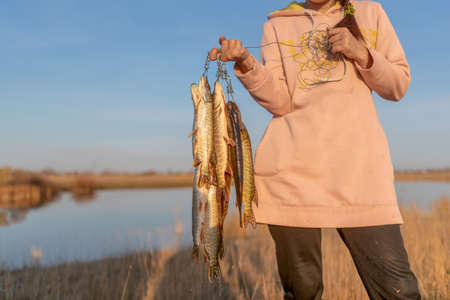 Yakut girl fisherman hard holds in the hands of many caught fish pike hanging on Fish Stringer on backdrop of lake in field with hidden the face of.の写真素材