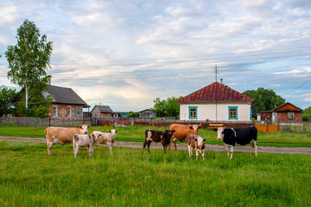 A herd of large and small cows with a man behind the fence at the village house looking in the same direction meeting in the evening in the field.の写真素材