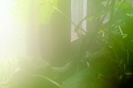 Abstract photo of cucumber with yellow flowers in a greenhouse with high humidity and heat at the window bathed in sunlight in the North of Yakutia.の写真素材
