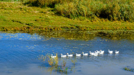 White domestic geese swim in a row behind the main on a small river along the bushes and the trail.の写真素材
