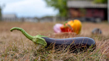 A dark black eggplant lies on the grass against a basket of peppers on the autumn ground in the village behind the barn.の写真素材