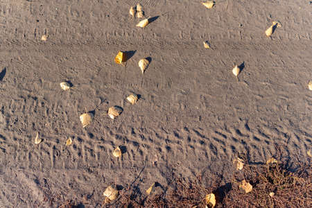 Tire wheel track from car on dry ground with autumn leaves and grass.の写真素材