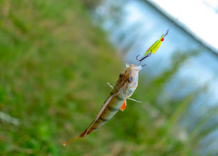 Caught a bright striped bass fish hanging on a green fishing lure spinner on a river background.の写真素材