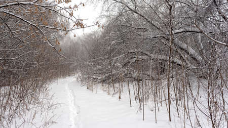A small trail of human footprints in the clean new white snow among the snow-covered trees in the forest goes away among the branches.の写真素材