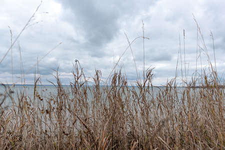Dry autumn grass on a cliff shakes in the wind against the background of the troubled sea and clouds.の写真素材