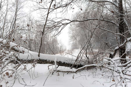 Fallen tree in the snow blocks the path in the snow in the forest against a Blizzard and low...