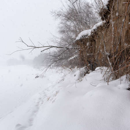 Flying flakes of snow cover the tracks along the cliff with protruding roots in a heavy snowstorm on the ice of the Siberian river.の写真素材
