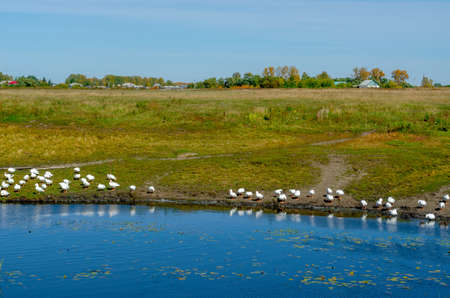 A flock of white geese walk along the shore drink water and wash by the river with water lilies on the background of village houses in a green field near the forest.の写真素材