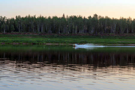 Boat with people going on the river Vilyuisk in the North of Yakutia on the background of the taiga spruce forest at sunset in the evening.の写真素材