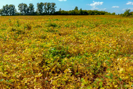 Bright yellow-green field of soybeans in autumn against the background of trees.の写真素材