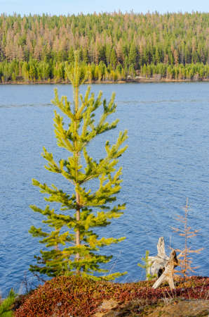 A wooden snag stump of an old tree lies on the Bank of the Vilyuy river in Yakutia next to a green spruce in autumn.の写真素材
