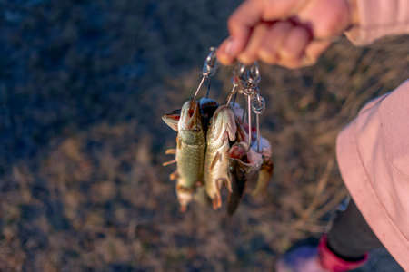 The girl by the hand of the angler holding a lot of fish pike hanging Fish Stringer face.の写真素材