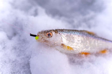 Caught in the winter catch angler fish roach lies on the ice with the bait jig in his mouth on the line.の写真素材