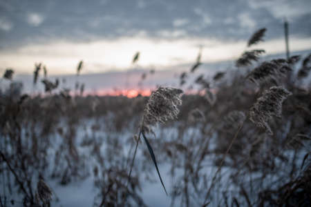 The dry grass in the winter field bent in the wind against the setting sun on the horizon in the evening.の写真素材