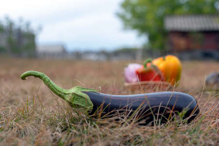 A dark black eggplant lies on the grass against the background of a basket of peppers on the autumn ground in the village among the fences.の写真素材