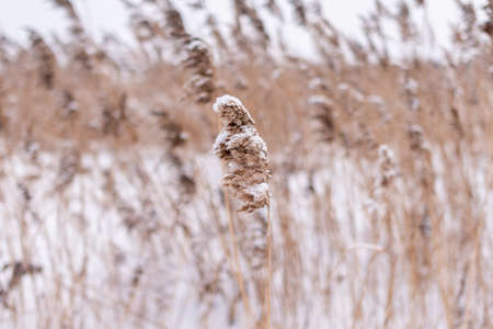A lush dry inflorescence of reed grass is covered with snow in winter against the background of a field near the lake.の写真素材