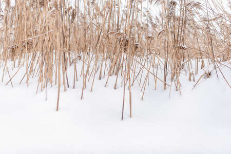 Bright yellow dry stalks and dense inflorescences of small grass reeds grow out of white snow in winter on the lake in the cold.の写真素材