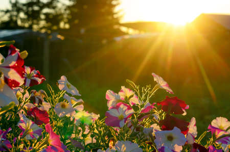 The bright sun rays from behind the roof and the fence next to the spruce illuminates a flower bed of petunias on the grass in the shade in the Northern village of Yakutia.の写真素材