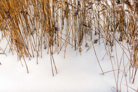Bright yellow dry stalks of reed grass grow out of white snow in winter on the lake in the cold.の写真素材