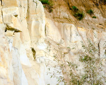 Branches of bushes with leaves on the background of the clay wall of the cliff in the tundra of Yakutia.の写真素材