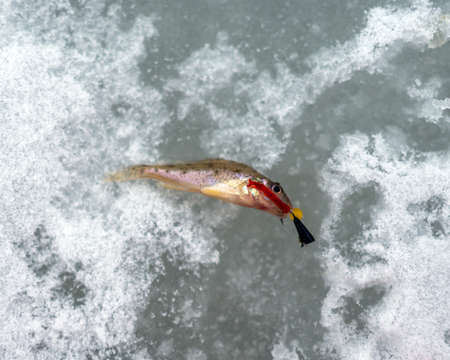 A small fish ruff, caught in the winter by a fisherman, lies on the snow with a bait jig in his mouth and a worm.の写真素材