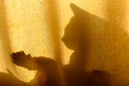 Silhouette of the shadow of a cat head with ears and paws with claws playing through a curtain drenched in sunlight.の写真素材