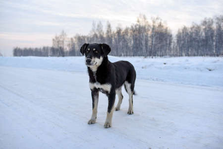 Happy dog mongrel calmly stands on a snowy road in winter near the forest.の写真素材