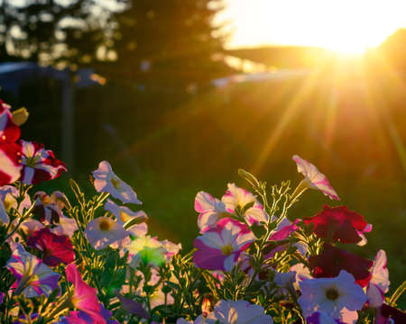 The street flower bed of petunias on the grass is illuminated by the Bright sun rays from behind the roof and fence next to the spruce tree in the shade in the Northern village of Yakutia.の写真素材