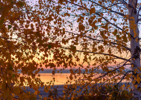 Bright colorful sunset with colorful colors on the river and the sky behind the yellow leaves of autumn birch in the evening.の写真素材
